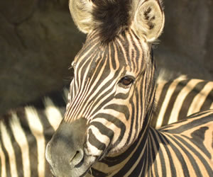 ストライプ柄のシマウマ