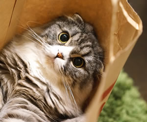 紙袋に収まった猫