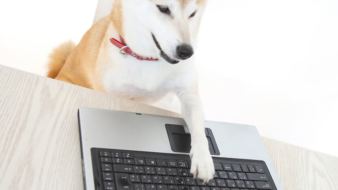 自由自在にパソコンを使いこなす柴犬