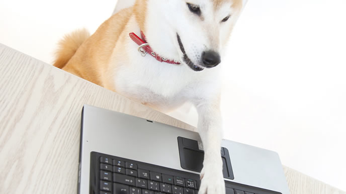 SNSで情報収集をする柴犬