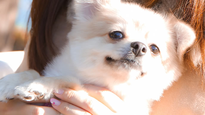 ペットのポメラニアンと触れ合う女性