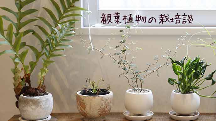 観葉植物が並ぶ部屋