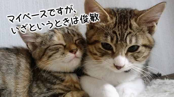 猫例え