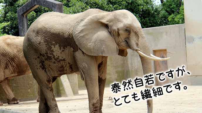 象例え