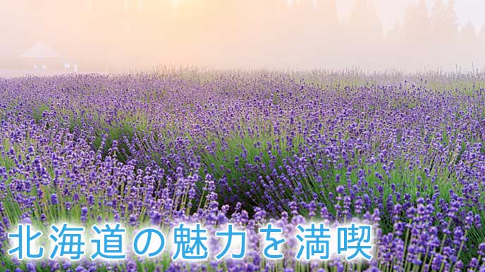 北海道のラベンダー畑