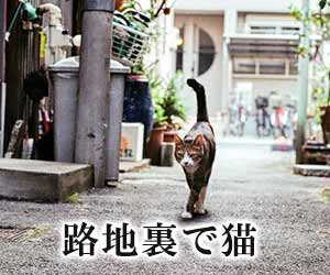 路地裏の猫