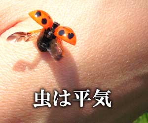手の甲のてんとう虫