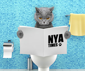 新聞を読む猫