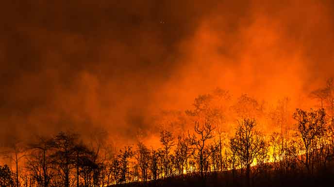 赤く燃え上がる森林